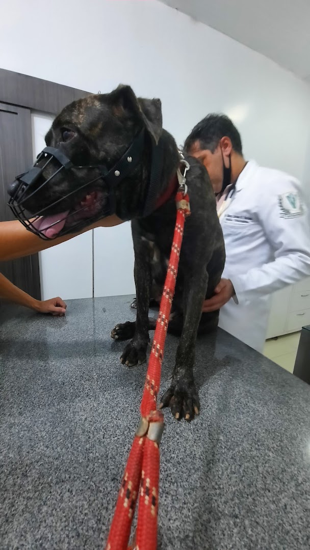 Veterinário atendendo um cão de grande porte na mesa de consulta