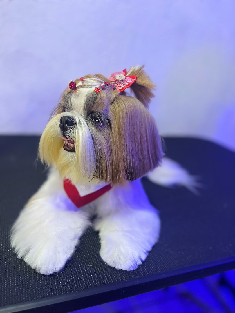 Shih tzu tosado com laço vermelho na cabeça