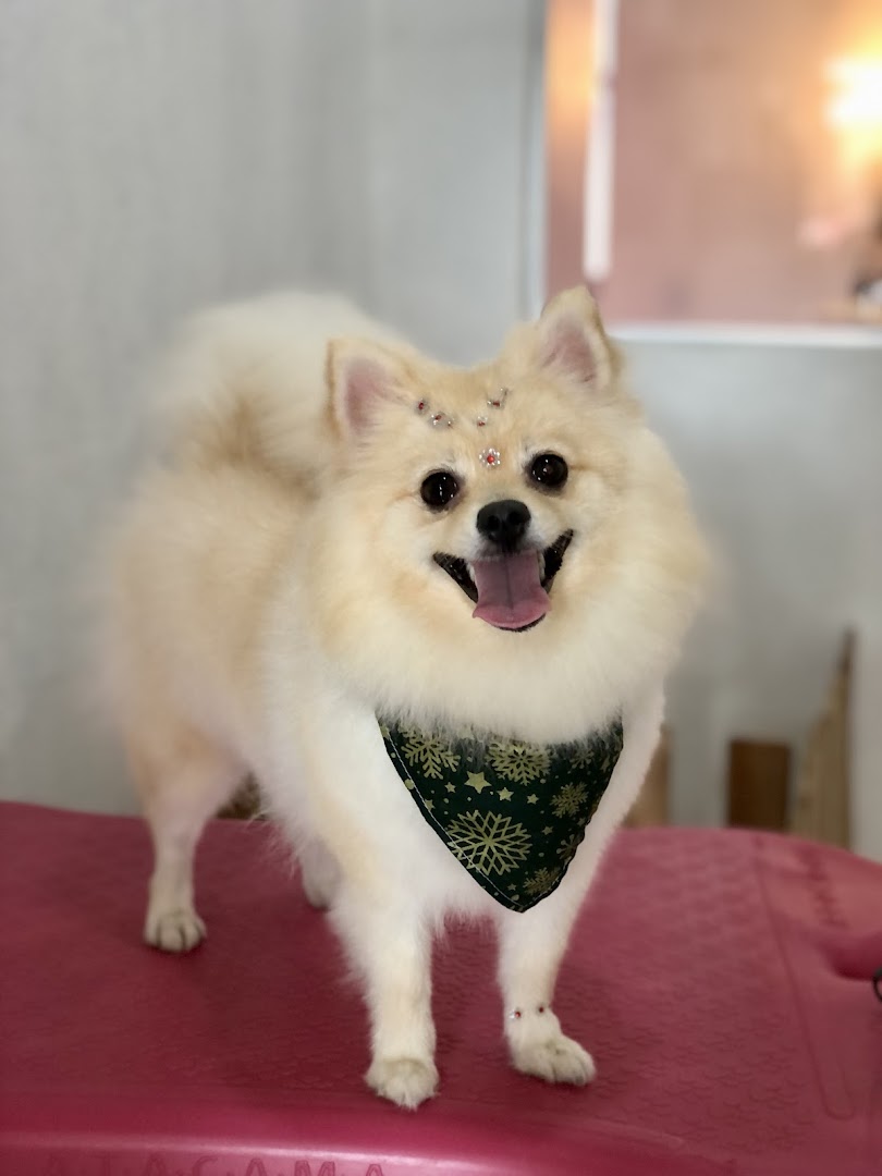 Lulu da pomerânia fofo com bandana verde, sorrindo