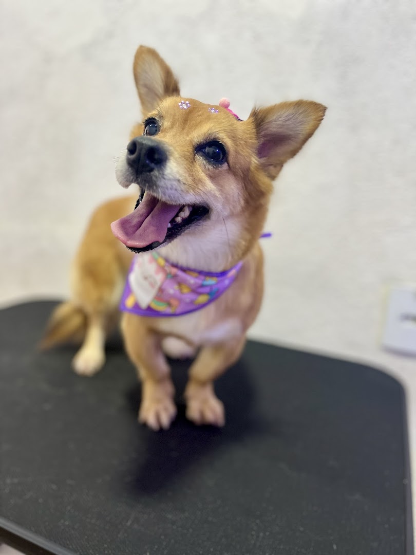 Cachorrinho tosado com bandana, de língua pra fora, feliz