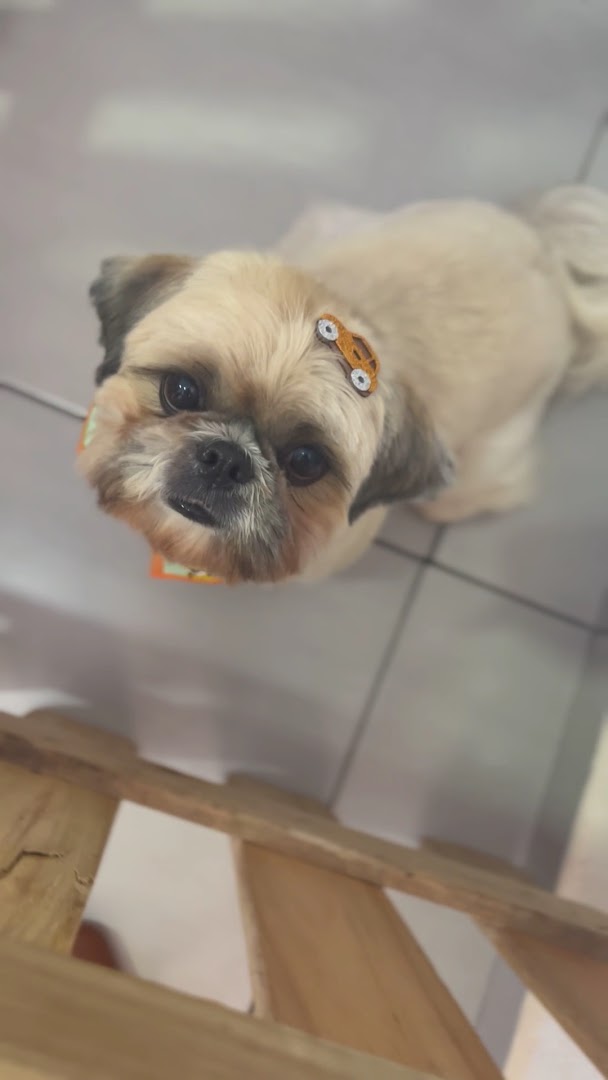 Shih tzu tosado com lacinhos nas orelhas