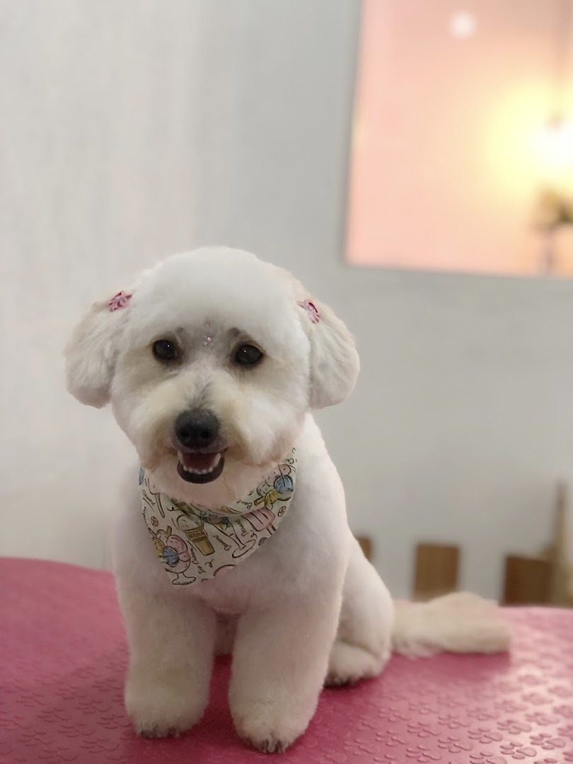 Cachorrinho branco tosado com bandana florida, sentado, recém saído do banho na AMORPet
