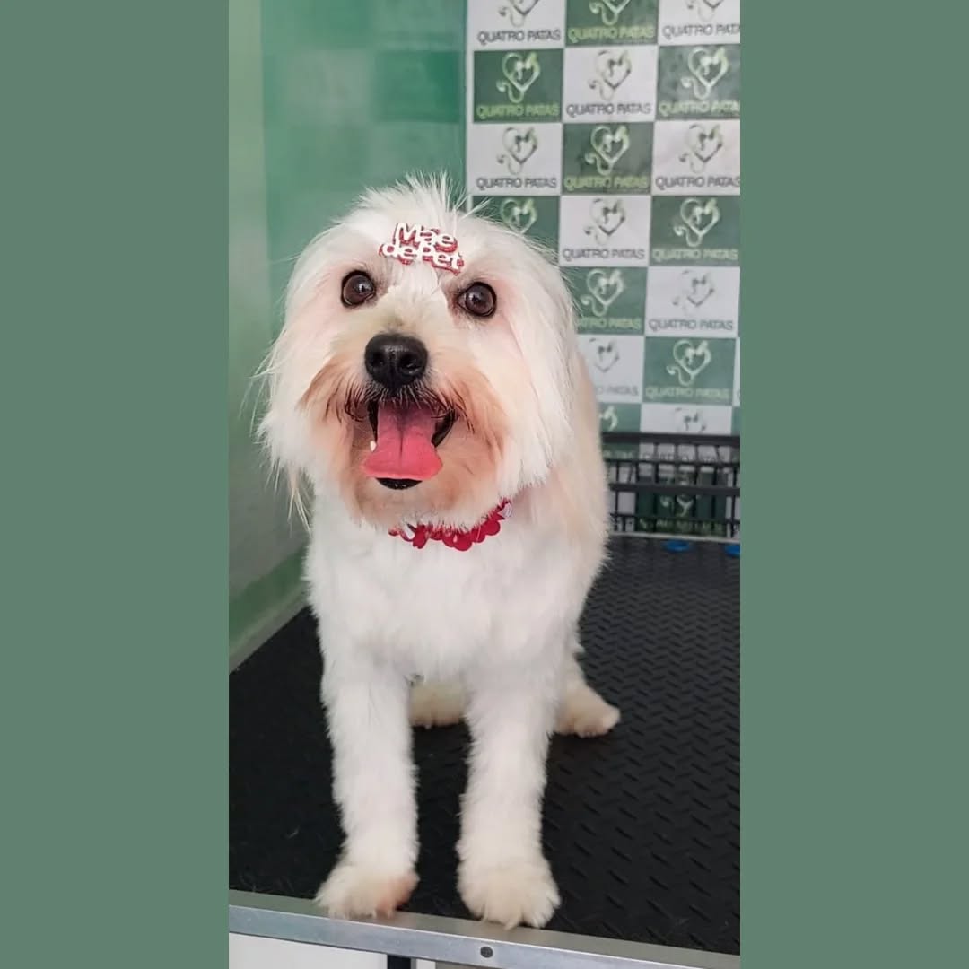 Pet atendido pela Quatro Patas