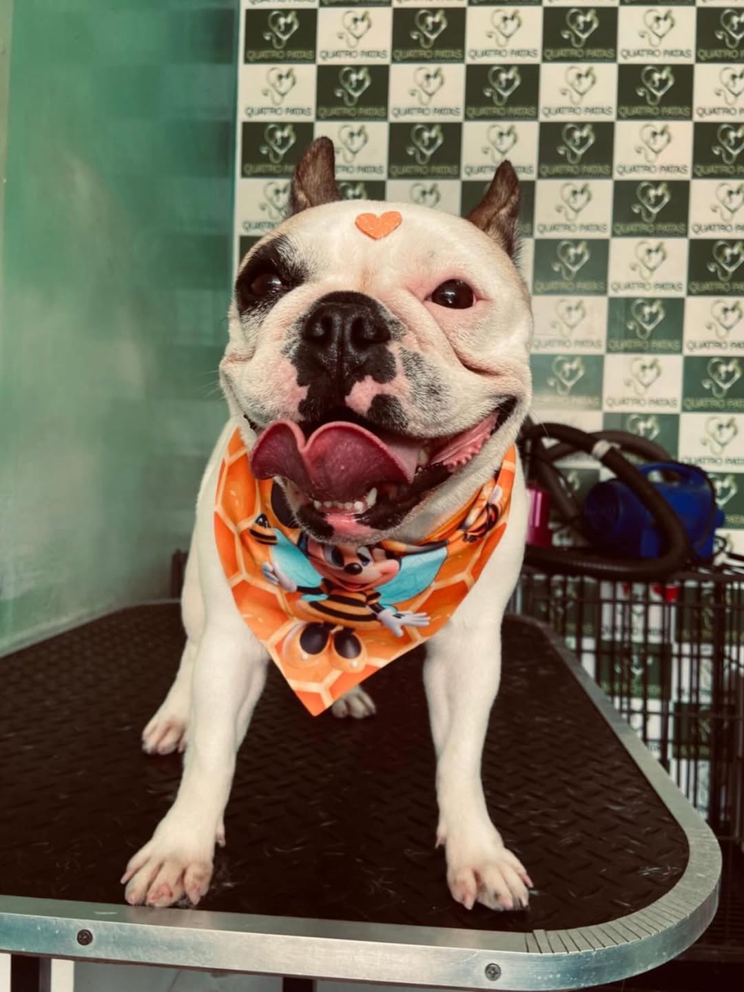 Post vertical do perfil da Quatro Patas
