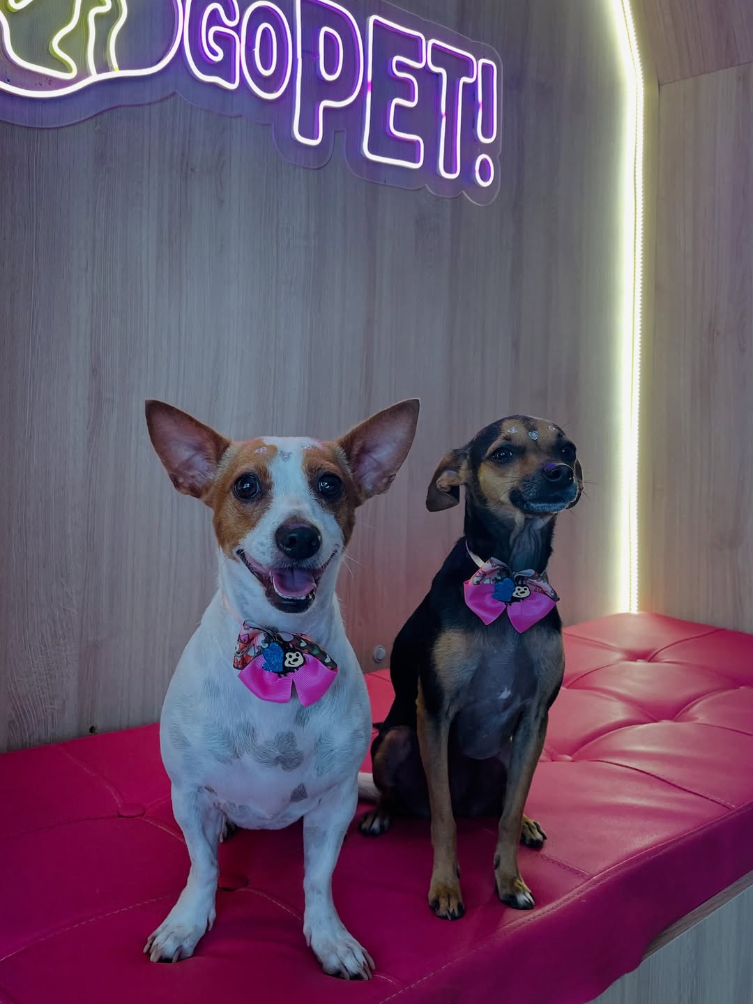 Pets na GOPET Canaã