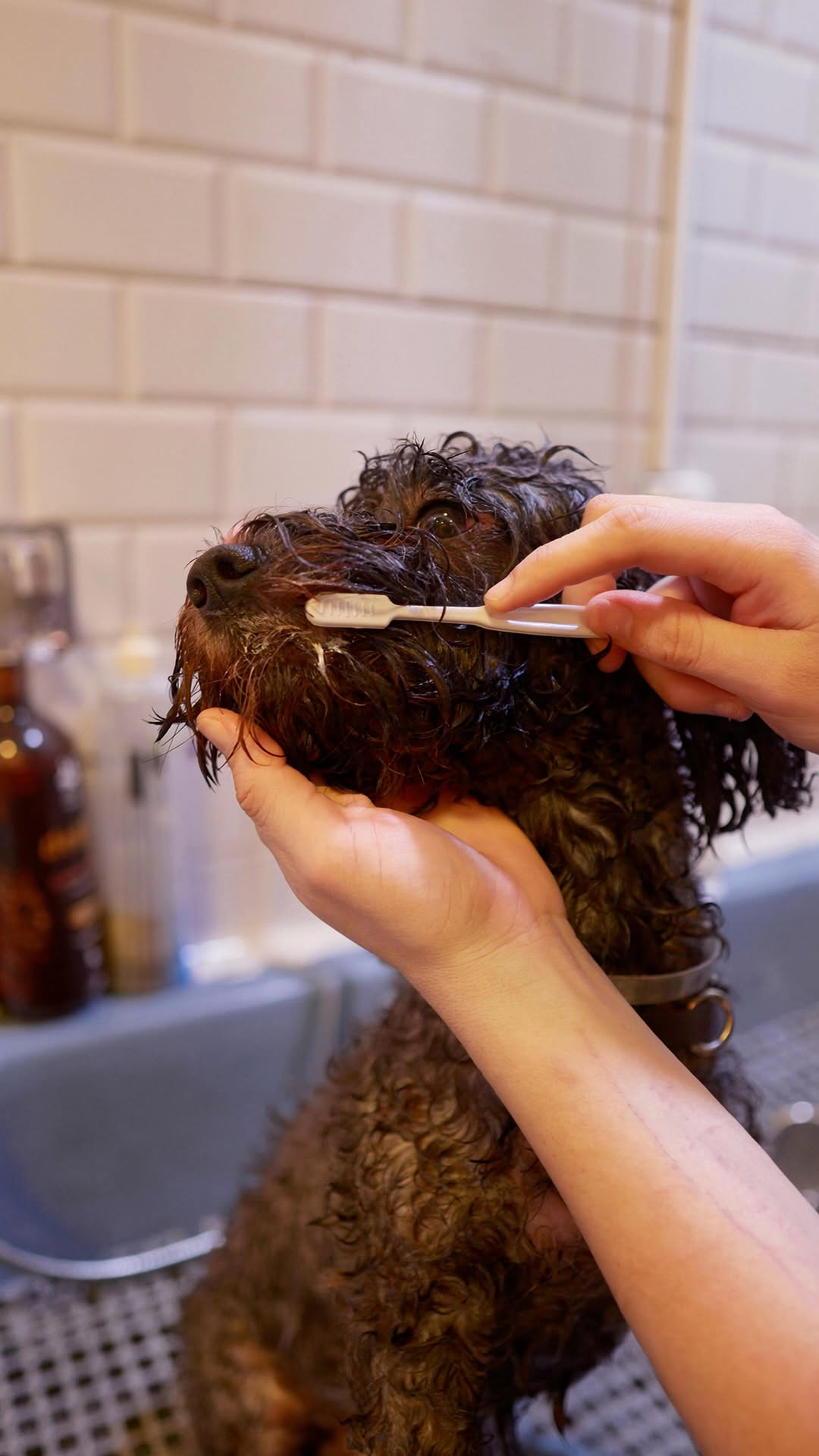 Cuidado de higiene para pet
