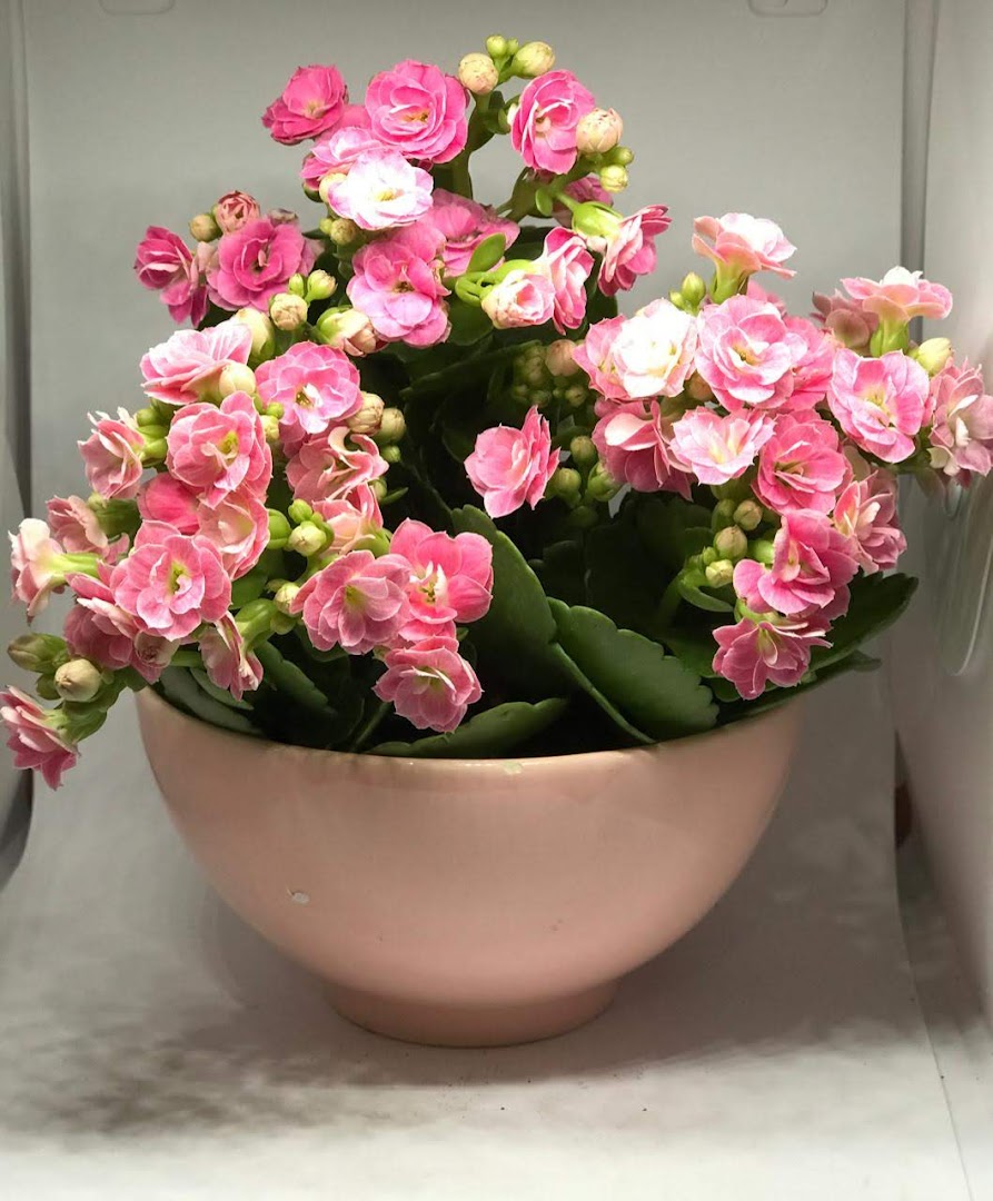 Vaso com flores cor-de-rosa