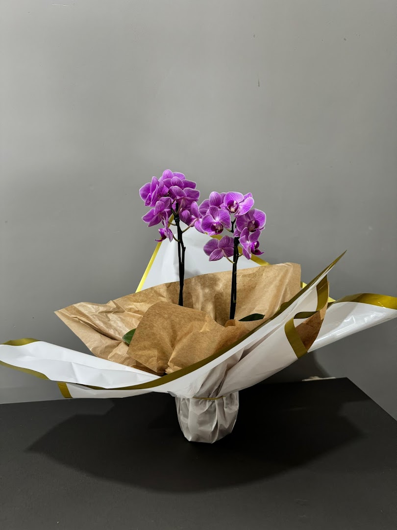 Orquídea roxa embalada em papel de presente