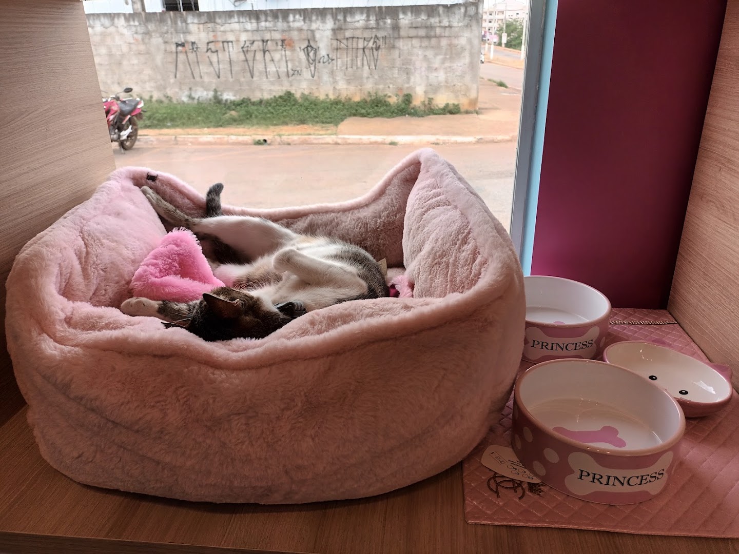 Gatinho descansando numa caminha macia na loja