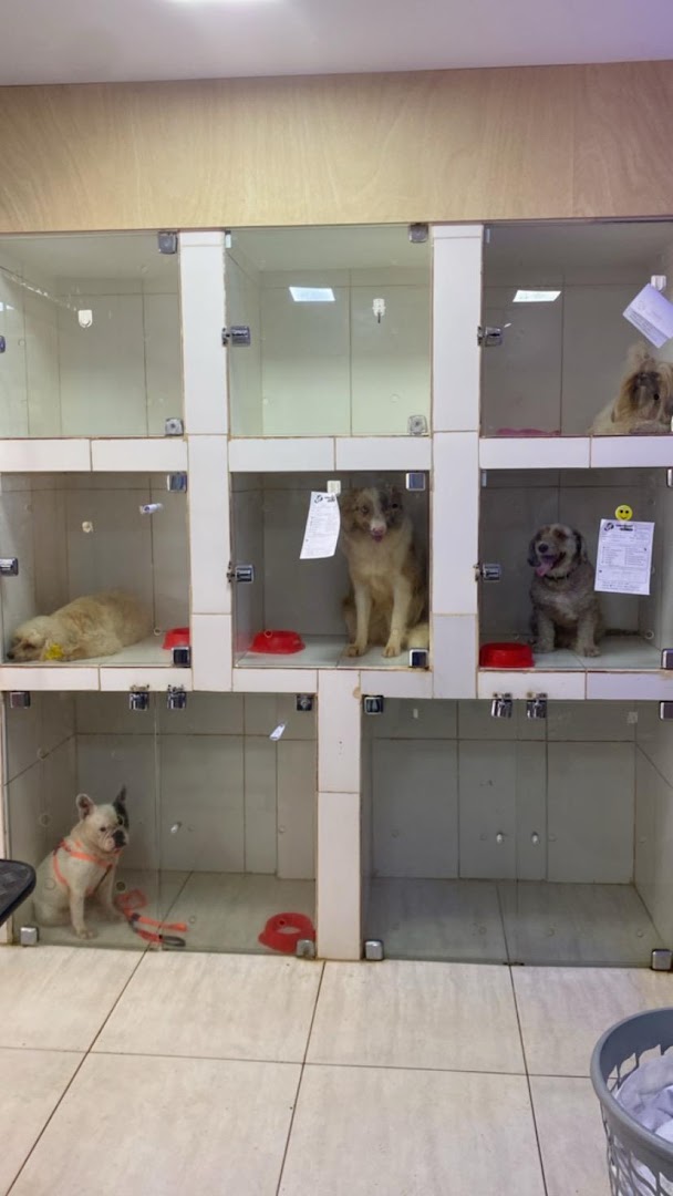 Cachorros à vontade num espaço reservado da loja