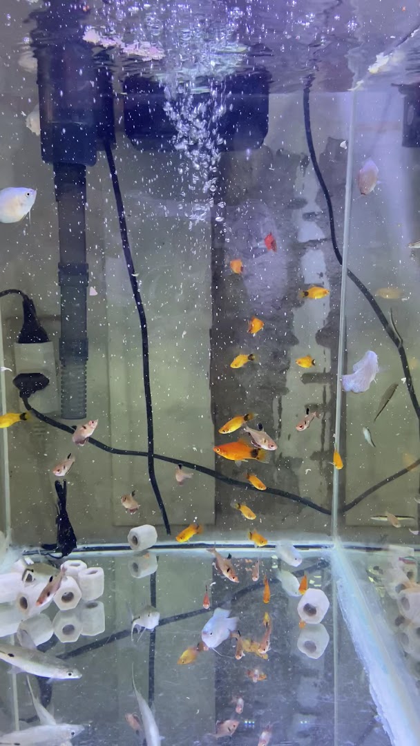 Aquário com vários peixinhos coloridos nadando entre plantas