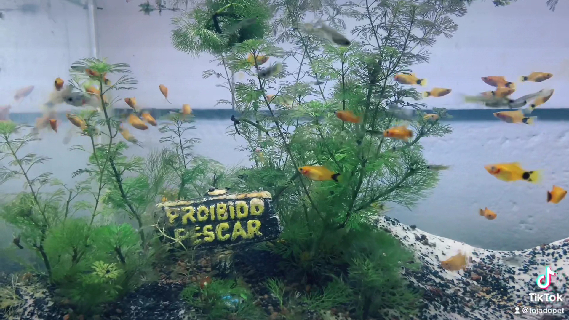 Aquário montado da Loja do Pet com peixes coloridos e plantas aquáticas