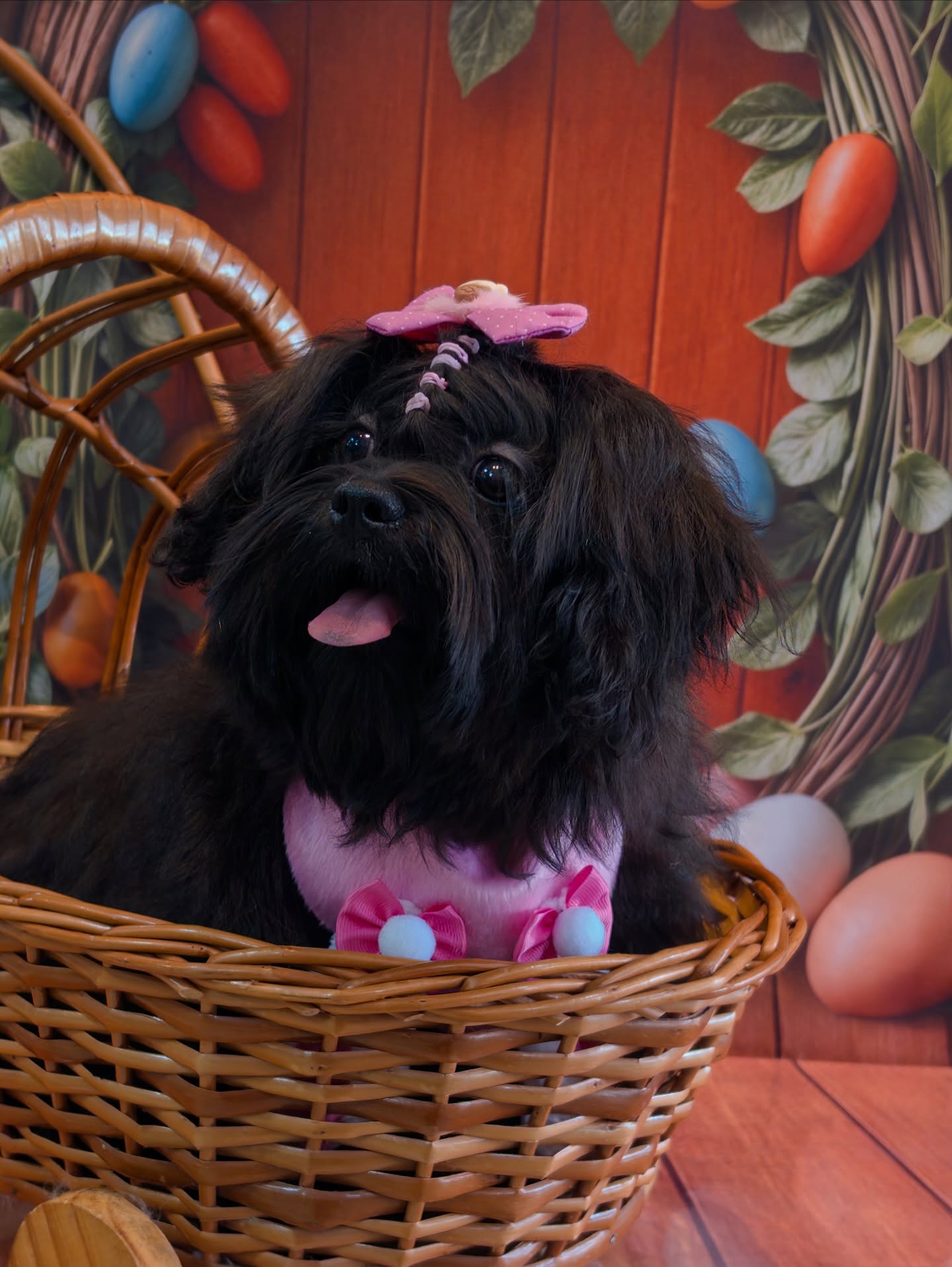 Cachorro preto de pelo comprido com laço rosa, sentado numa cestinha após a tosa