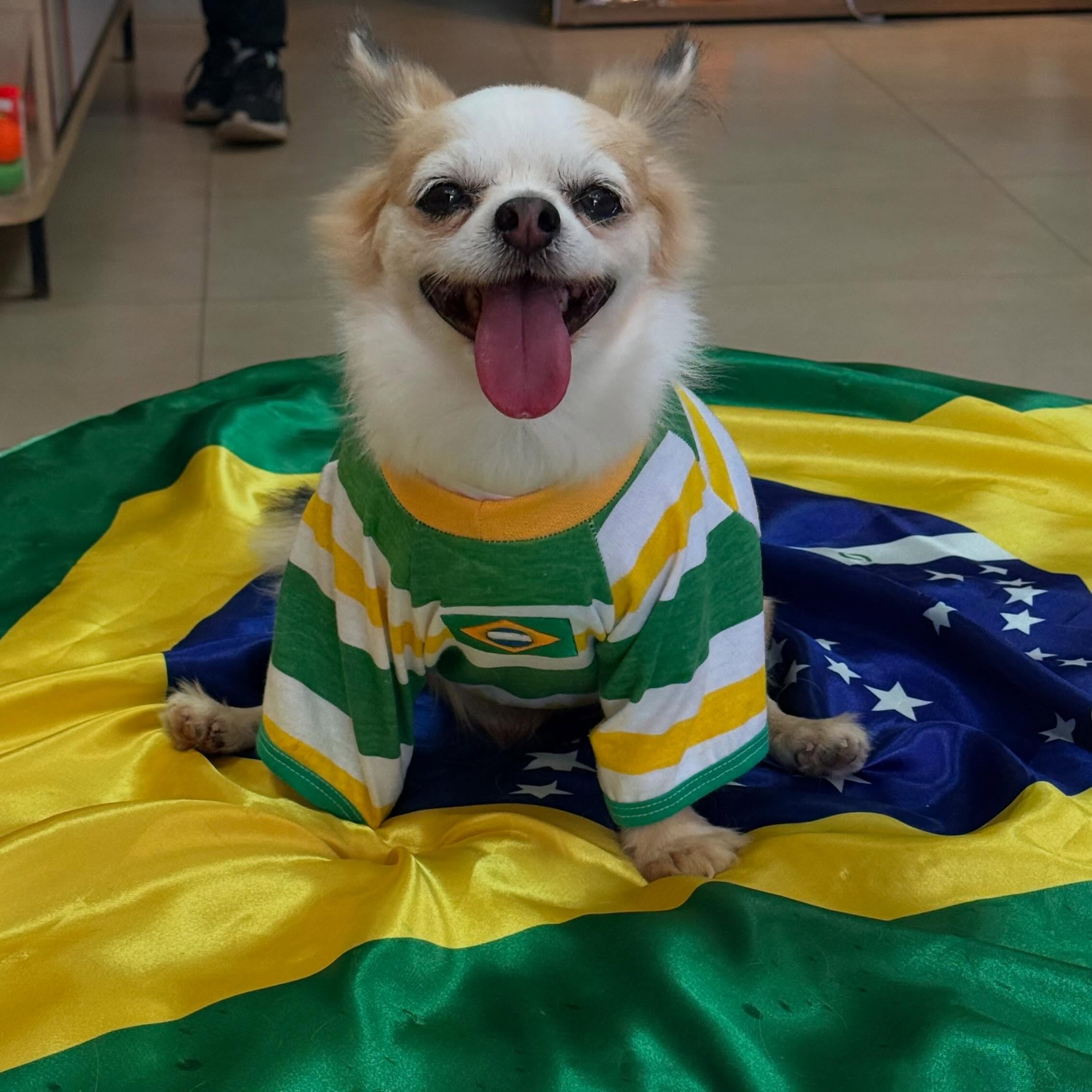Cãozinho pequeno sorrindo com a língua de fora, todo animado