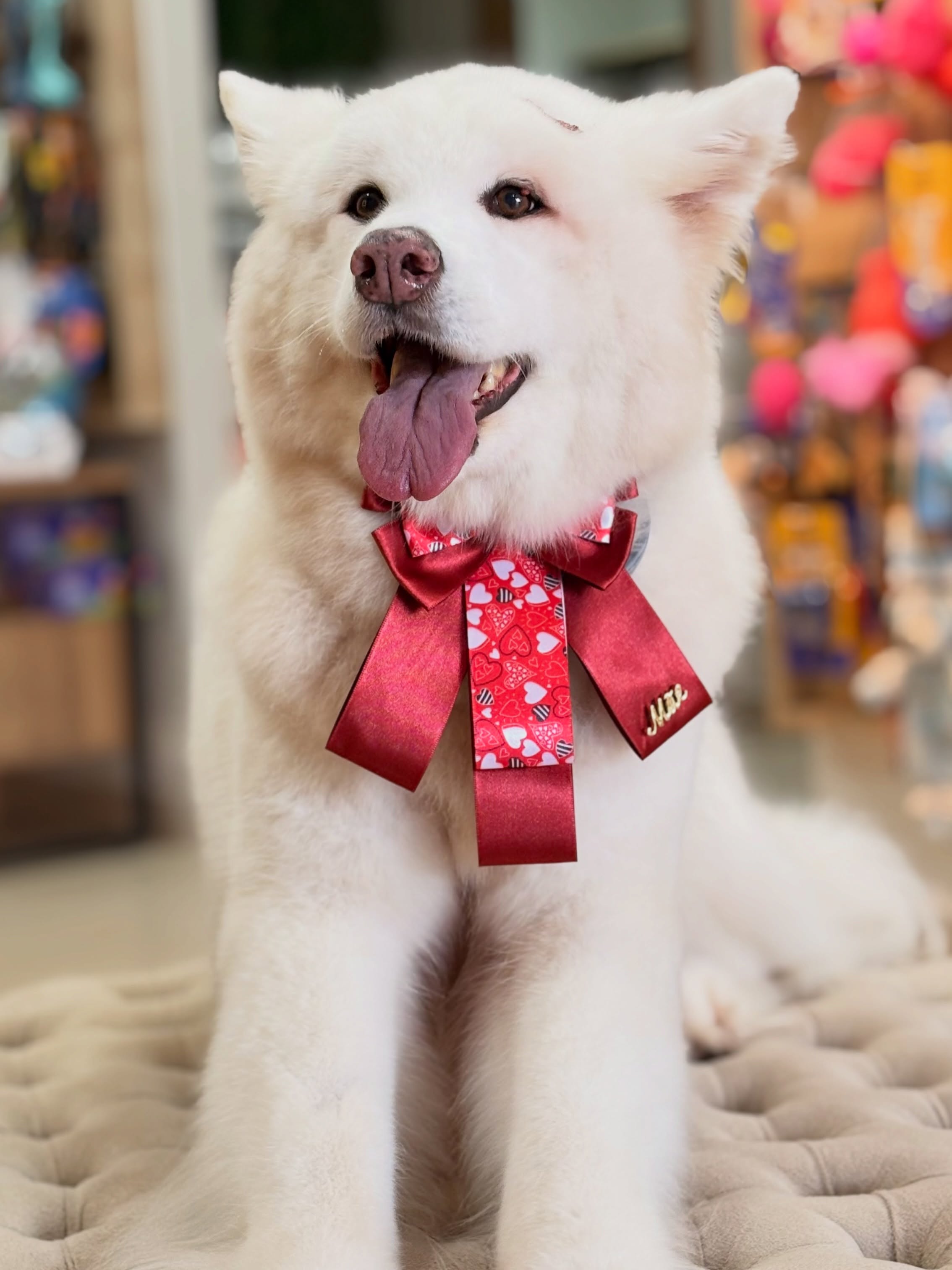 Cão branco de pelo felpudo com laço vermelho, pronto depois do banho na Miau Boutique Pet