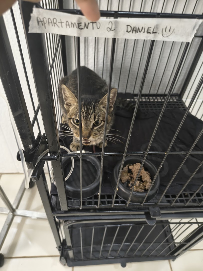 Gato recebendo cuidado na clínica Pet Domus