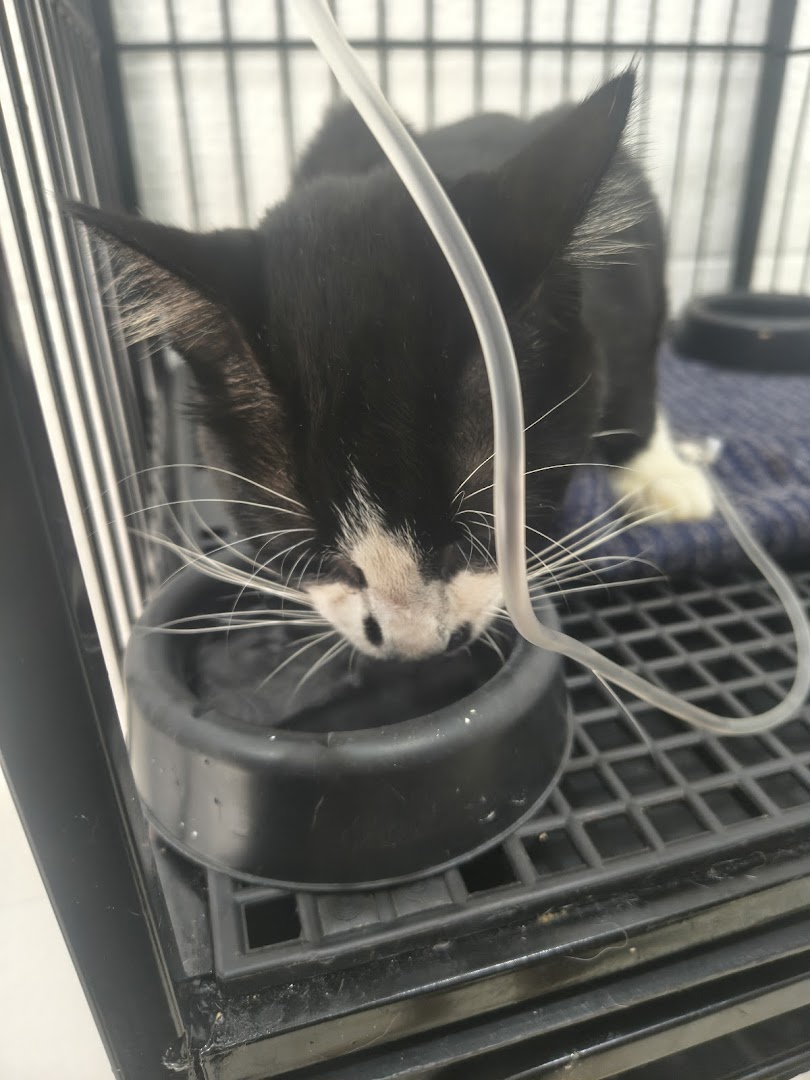 Gatinho preto e branco tomando água na clínica