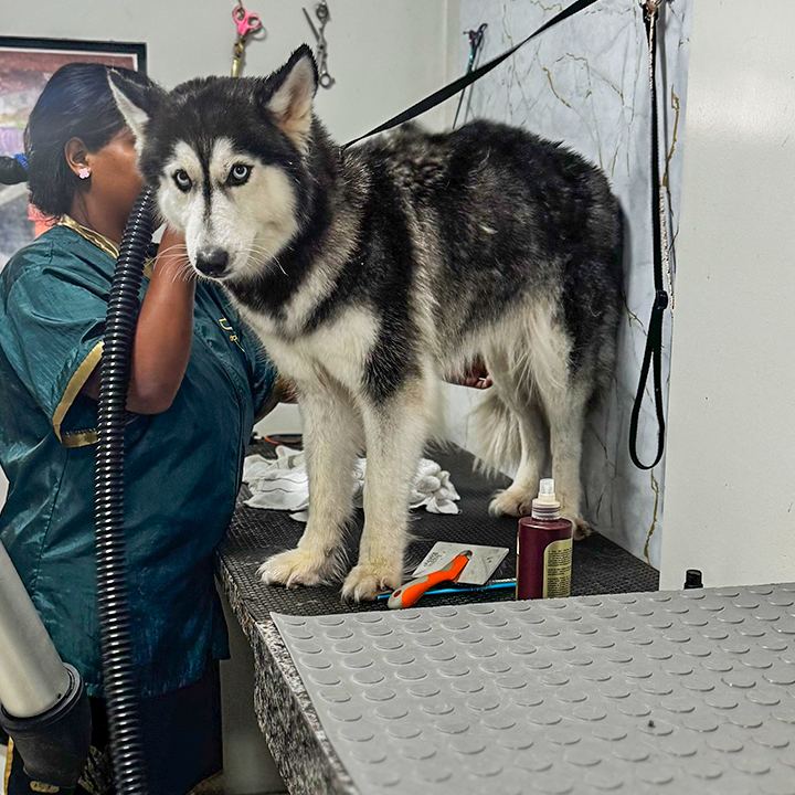 Husky sendo secado no banho e tosa da Pet Mania