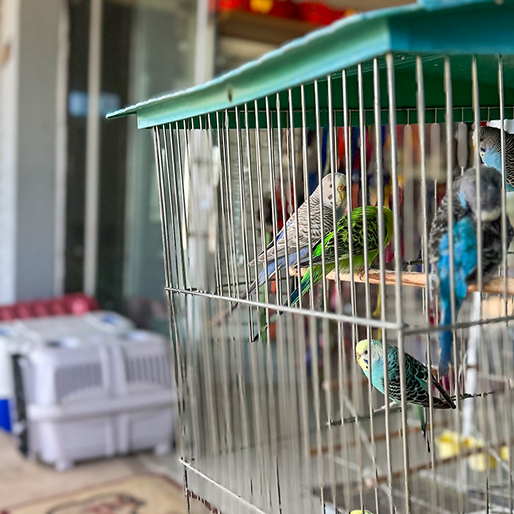 Gaiolas e aves na loja