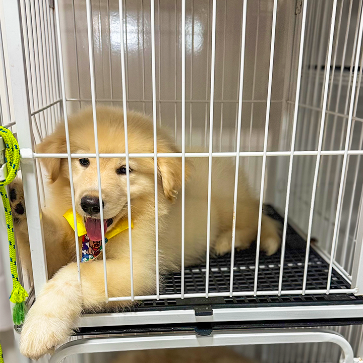 Filhote de golden retriever na Pet Mania, em Marabá