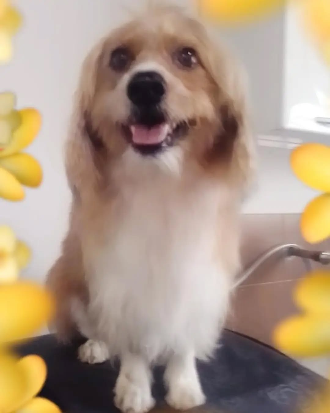 Cachorrinho fofo de pelo dourado dentro da loja
