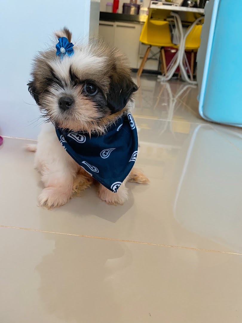 Filhote de bandana azul posando na loja