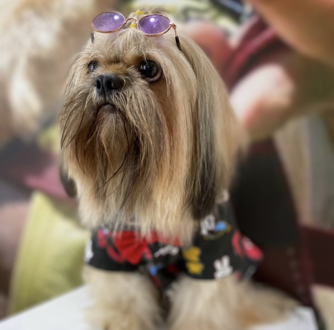 Cachorro fofo bem cuidado na Quatro Patas