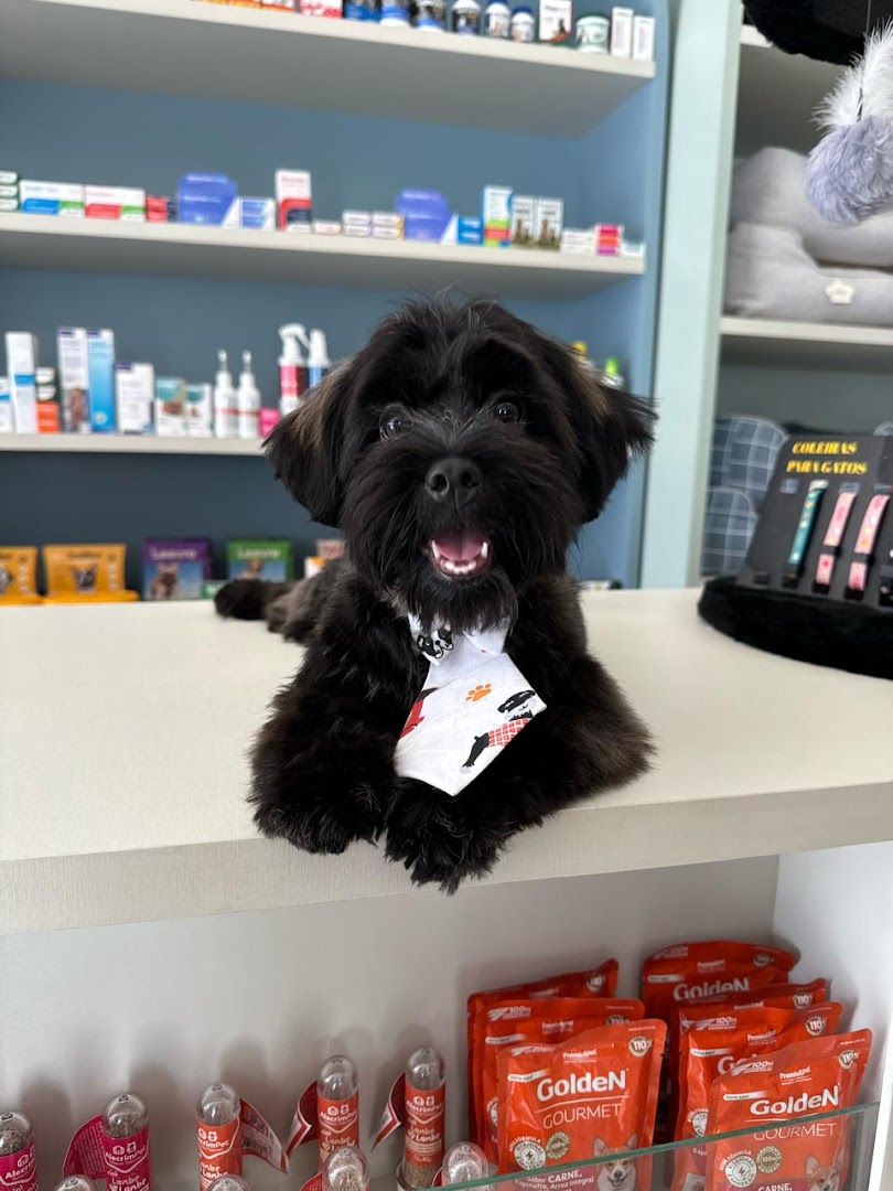Cachorro preto peludo e simpático sobre o balcão