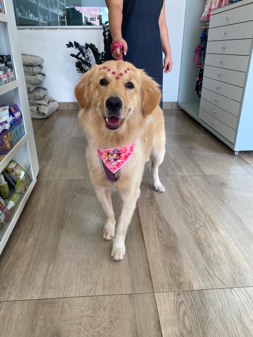 Golden retriever com bandana