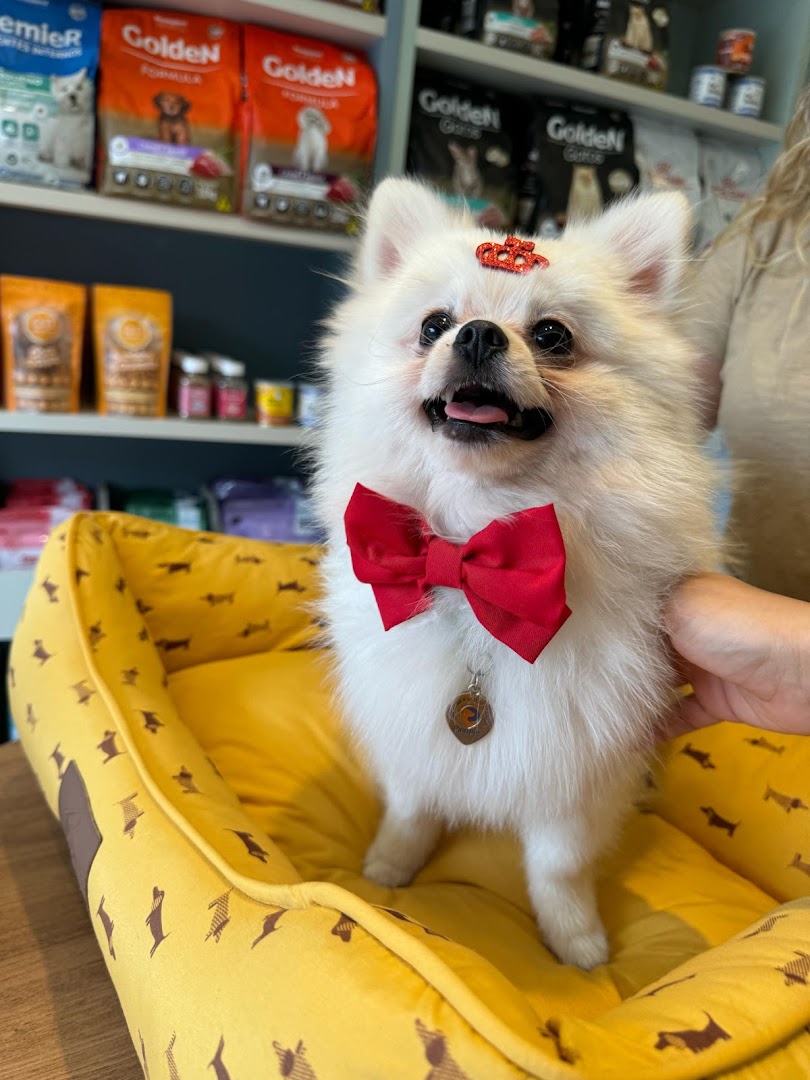 Lulu da pomerânia com gravata borboleta vermelha, sentado numa caminha amarela